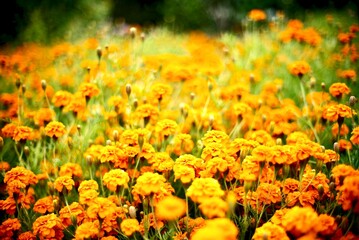 yellow marigold flowers in the garden with soft background