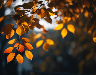 Autumn leaves on the tree