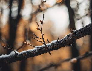 Autumn leaves on the tree