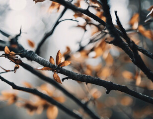 Autumn leaves on the tree