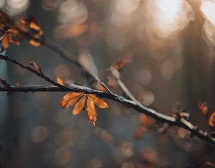 Autumn leaves on the tree