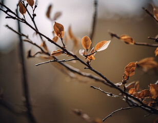 Autumn leaves on the tree