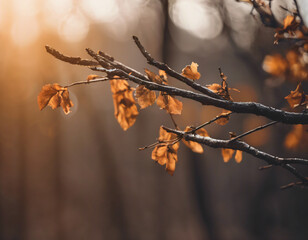 Autumn leaves on the tree