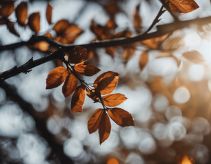 Autumn leaves on the tree