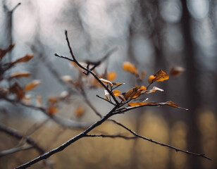 Autumn leaves on the tree