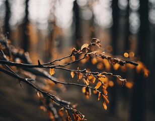 Autumn leaves on the tree