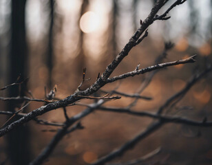 Autumn leaves on the tree