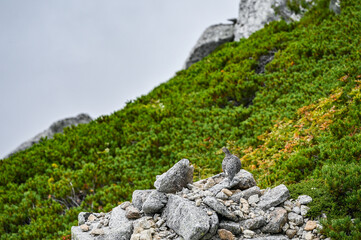 日本長野県中央アルプスの千畳敷カールと木曽駒ヶ岳