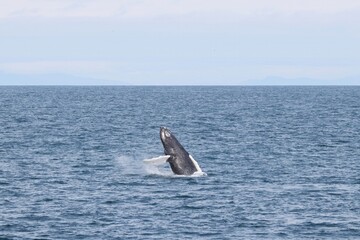 Fototapeta premium Beautiful Wale in the North Atlantic Ocean