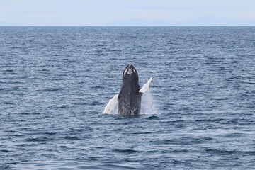 Fototapeta premium Beautiful Wale in the North Atlantic Ocean