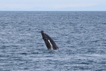 Obraz premium Beautiful Wale in the North Atlantic Ocean