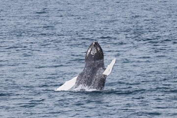 Fototapeta premium Beautiful Wale in the North Atlantic Ocean