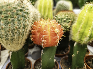 Small indoor cacti