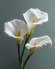 Three Elegant Calla Blooms: A Glimpse of Beauty in White Botanical Splendor