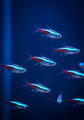 Neon Tetra School - Vibrant Fish Swimming in Blue Water.