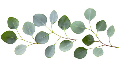Multiple eucalyptus sprigs, artfully whisked into a fanned pattern. Fresh green leaves create an elegant botanical design, perfect for natural decorative projects isolated on solid white background