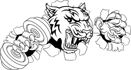 A tiger weight lifting gym animal sports mascot holding a dumbbell weight in his claw