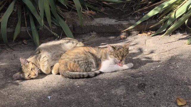 Three cats rest on a sunlit patch of ground surrounded by green plants. Two tabby cats are curled up together, while a white cat stands nearby. A peaceful moment in a natural outdoor setting.