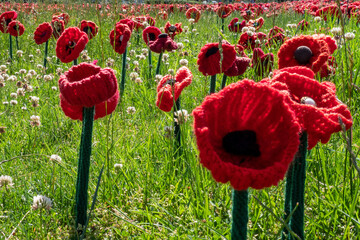Close Up of Knitted Remembrance Poppies 