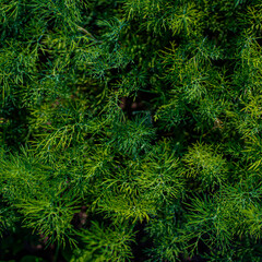 fresh green dill background. Macro fresh green dill . top view