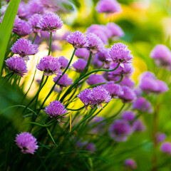 Purple chives plant in summer garden. Perfect healthy herb flowers. Chive blossom in back light.