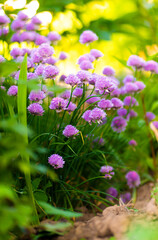 Purple chives plant in summer garden. Perfect healthy herb flowers. Chive blossom in back light.