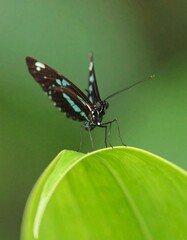 Obraz premium Vibrant butterfly perched on leaf