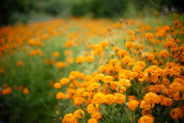 yellow marigold flowers in the garden with soft background