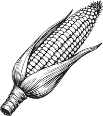 Corn Illustration: An intricately detailed black and white illustration of a corn on the cob, showcasing the texture of the kernels and husks, in a realistic botanical illustration.