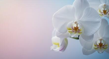 Elegant White Orchid Flower Close-Up with Soft Bokeh Background &ndash; Exotic Bloom Photography 