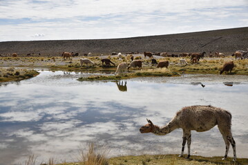 Troupeau de l'Altiplano andin au Pérou