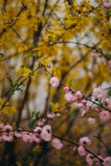 autumn in the park