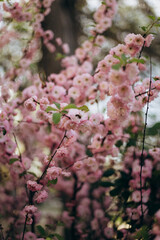 pink cherry blossom