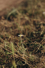 wild flowers in the grass