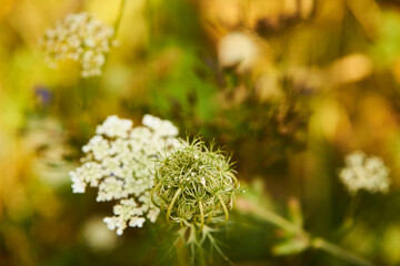 Aminek egipski, Visnaga daucoides Gaertn., łąka, 