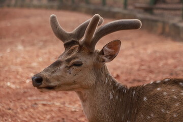 Portrait of a Deer in National Park – Anagodu Davangere, Karnataka Wildlife