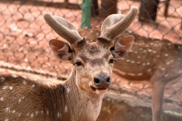 Portrait of a Deer in National Park – Anagodu Davangere, Karnataka Wildlife