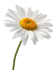 Beautiful white daisy flower with vibrant yellow center isolated on black background closeup view