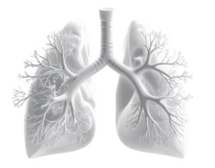 Detailed White Lung Structure with Bronchial Tree PNG