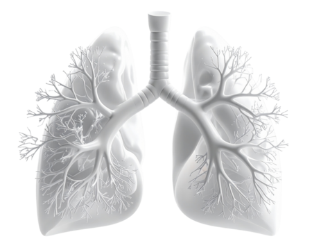 Detailed White Lung Structure with Bronchial Tree PNG