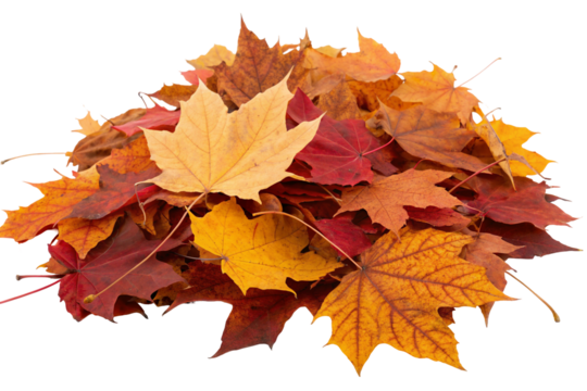 Vibrant fallen leaves in red and orange colors signify the essence of seasonal autumnal transformation