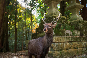 deer with antler by lantern of Kasuga Taisha shrine, Nara Park forest