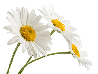 Beautiful white daisies with yellow centers on black background perfect for floral design projects