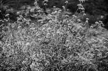 black and white plants