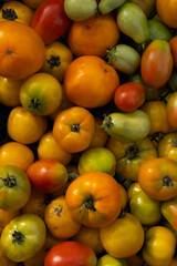 Overhead view of a harvest of ripe and unripe tomatoes
