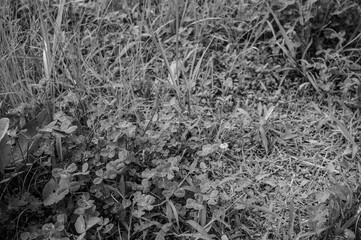 plants