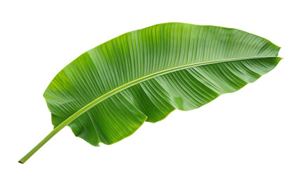 Large banana leaf closeup isolated on black background showing vibrant green colors and texture