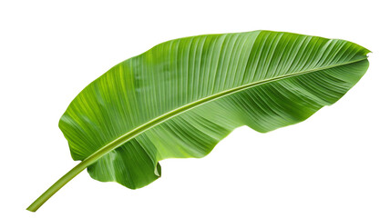Tropical banana leaf isolated on white background for nature and botanical themed designs decor