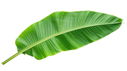 Vibrant green banana leaf isolated against black backdrop for tropical nature and botanical themes