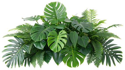 Tropical monstera and fern leaves arrangement for vibrant home or garden decor atmosphere ideas